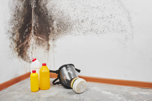 Best Emergency Mold Removal  in South Lockport, NY