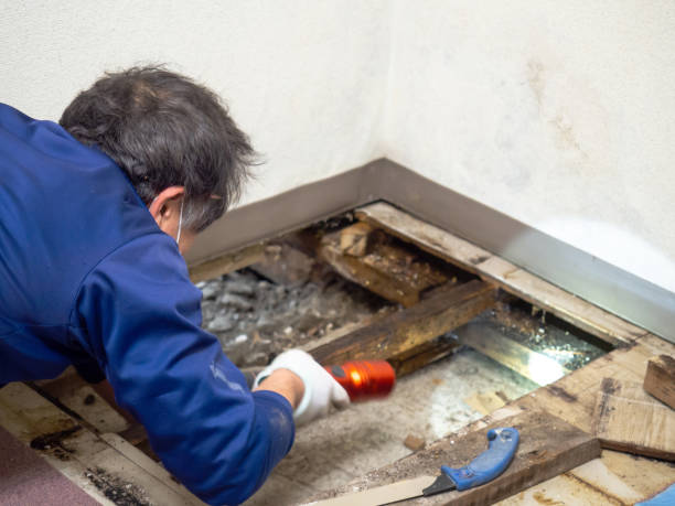 Best Water Damage Restoration  in South Lockport, NY