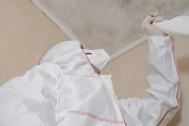 Best Toxic Mold Removal  in South Lockport, NY