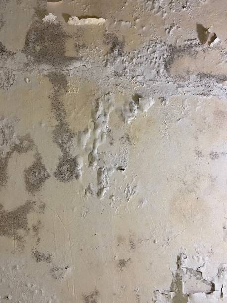 Office Mold Removal Services in South Lockport, NY