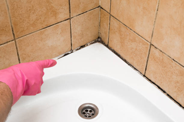 Best Residential Mold Removal  in South Lockport, NY