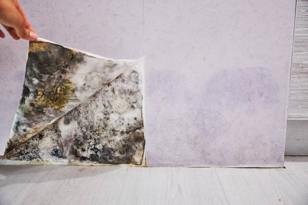 Best Mold Testing and Removal  in South Lockport, NY